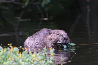 Beaver