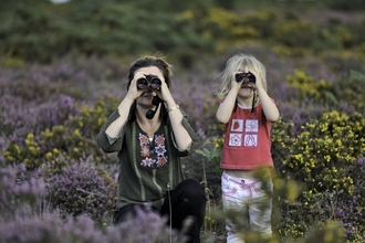 Family bird watching on heathland in summer Suffolk Sandlings