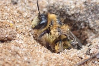Solitary bee emerging from burrow in the sandy earth