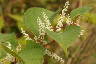 Japanese knotweed - Vaughn Matthews