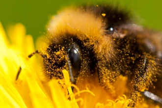 Bumblebee on dandelion