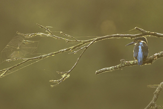 Photo of a kingfisher on a branch