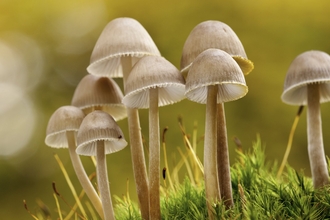 A close up of small light brown fungi. The cap is hemisphere shaped and has white ridges underneath where the gills are visible. They are sat on a grassy/ mossy patch of land, with autumn yellow colours in the background.