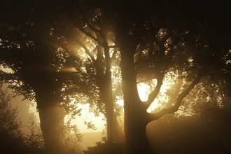 Sunlight bleeding through trees on a misty morning