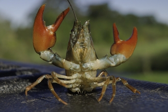 Crayfish showing defensive maneuvers
