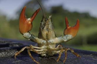 American Signal Crayfish with its claws in the air