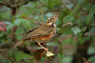 Redwing