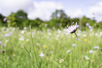 scabious and wild flowers on chalk grassland 