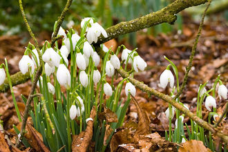 Snowdrops