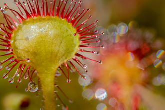 Sundew