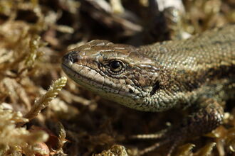 Common lizard