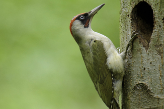 Green woodpecker
