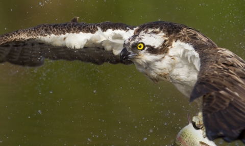 Osprey (c) Peter Cairns/2020Vision 