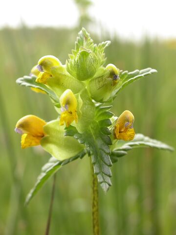 Old Pulford Brook Meadows Nature Reserve | North Wales Wildlife Trust