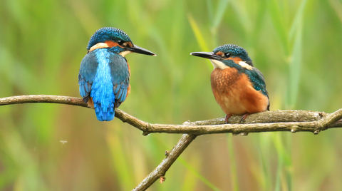 (c) Northwaleswildlifetrust.org.uk