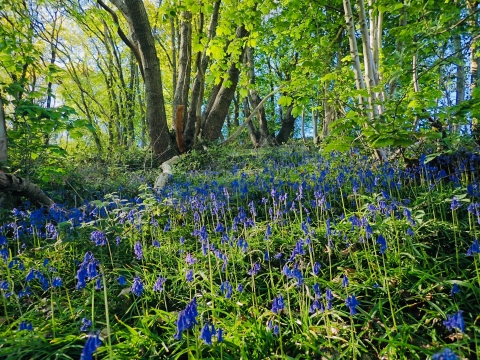 Coed Y Felin North Wales Wildlife Trust Coed Y Felin North Wales Wildlife Trust