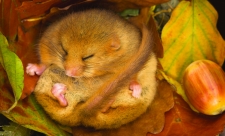 Hibernating dormouse