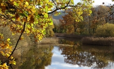 One of the large pools at Spinnies Aberogwen nature reserve, in autumn. The trees and reeds surrounding the pool are all shades of yellow and brown, and are reflected in the waters surface. In the distance some of the mountains of Eryri (Snowdonia) are visible through the trees.