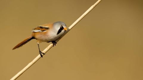 Bearded tit