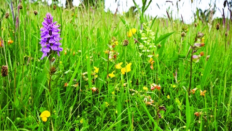 Caeau Tan y Bwlch Nature Reserve meadow