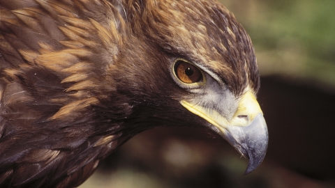 Golden Eagle North Wales Wildlife Trust