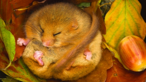 Hibernating dormouse