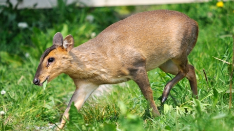 Muntjac deer