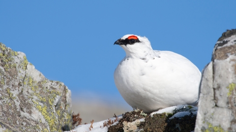 Ptarmigan