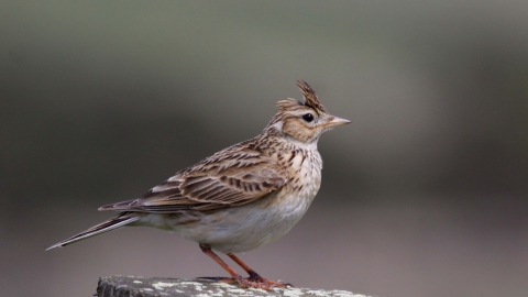 Skylark