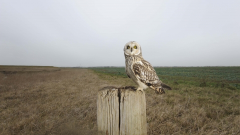 Short-eared owl perched