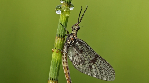 Common Mayfly