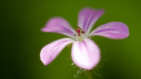 Herb-Robert