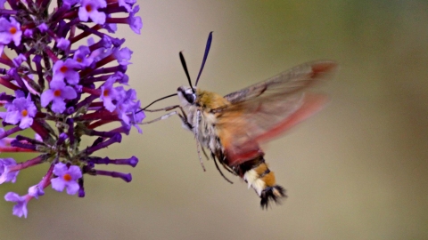 Broad-bordered Bee Hawk-moth