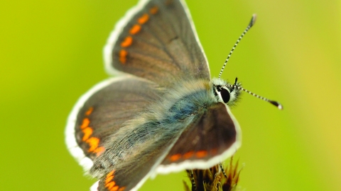 Brown argus