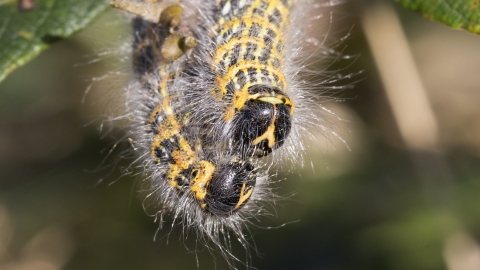 Buff-tip Moth Caterpillars