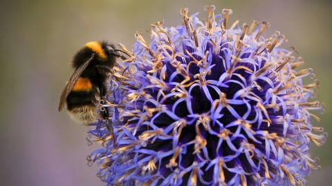 Buff-tailed Bumblebee