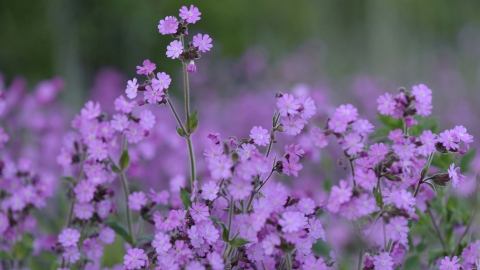 Red Campion