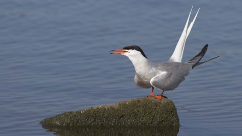 Common Tern