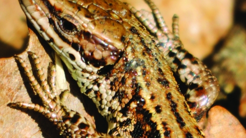 common lizard