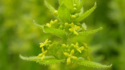 Crosswort