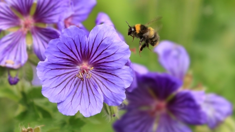 Early Bumblebee