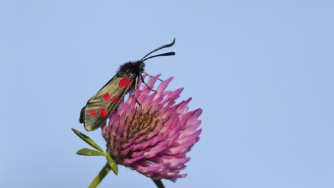 Six-spot Burnet moth