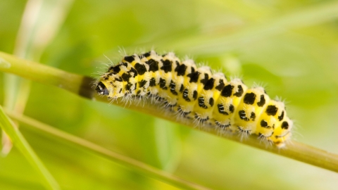 Six-spot Burnet moth caterpillar