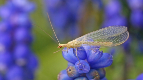 Common Green Lacewing