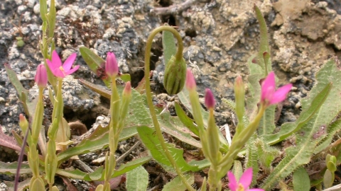 Lesser Centaury