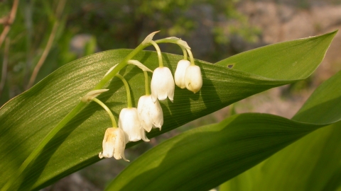 Lily-of-the-valley