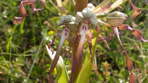 Lizard Orchid