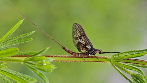 Common Mayfly