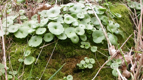 Navelwort