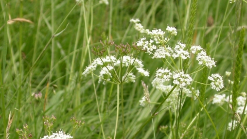 Pignut